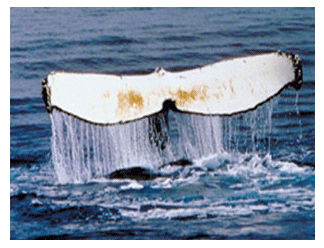 Eurocantieri, lavori subacquei e marattimi